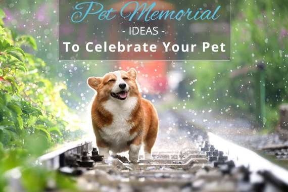 Best Pet Memorial Ideas