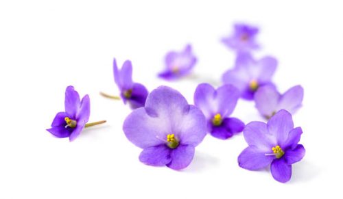 Violets flowers on white background. Soft focus image with blurred perspective