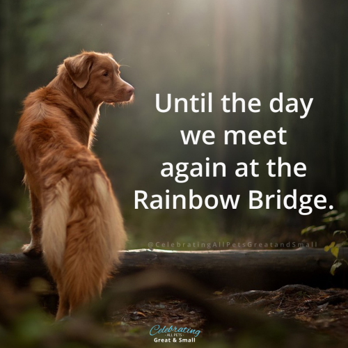 image of a red dog in the woods with text that reads "Until the day we meet again at the Rainbow Bridge"