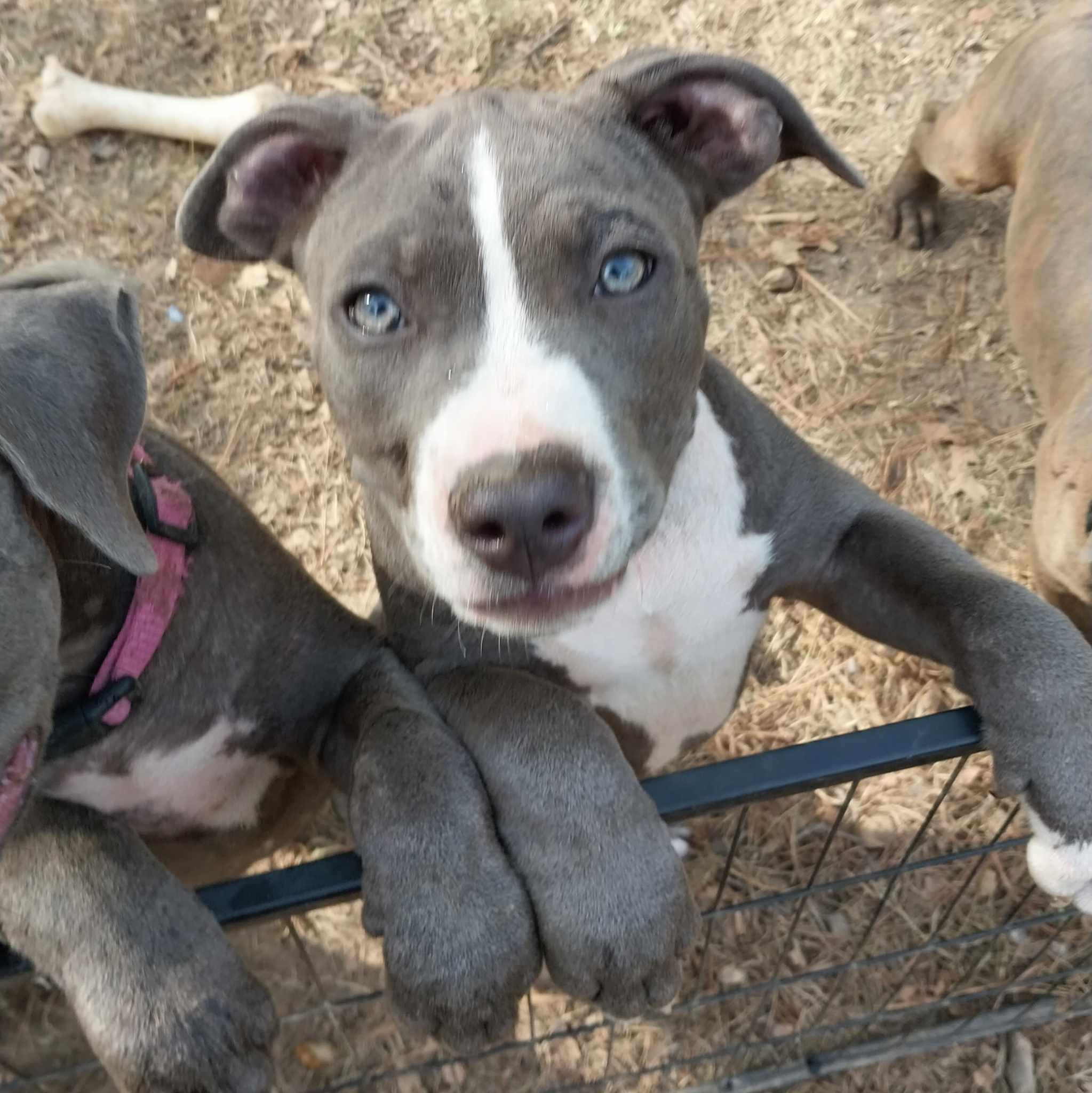 American Pit Bull Terrier Puppy Deposit